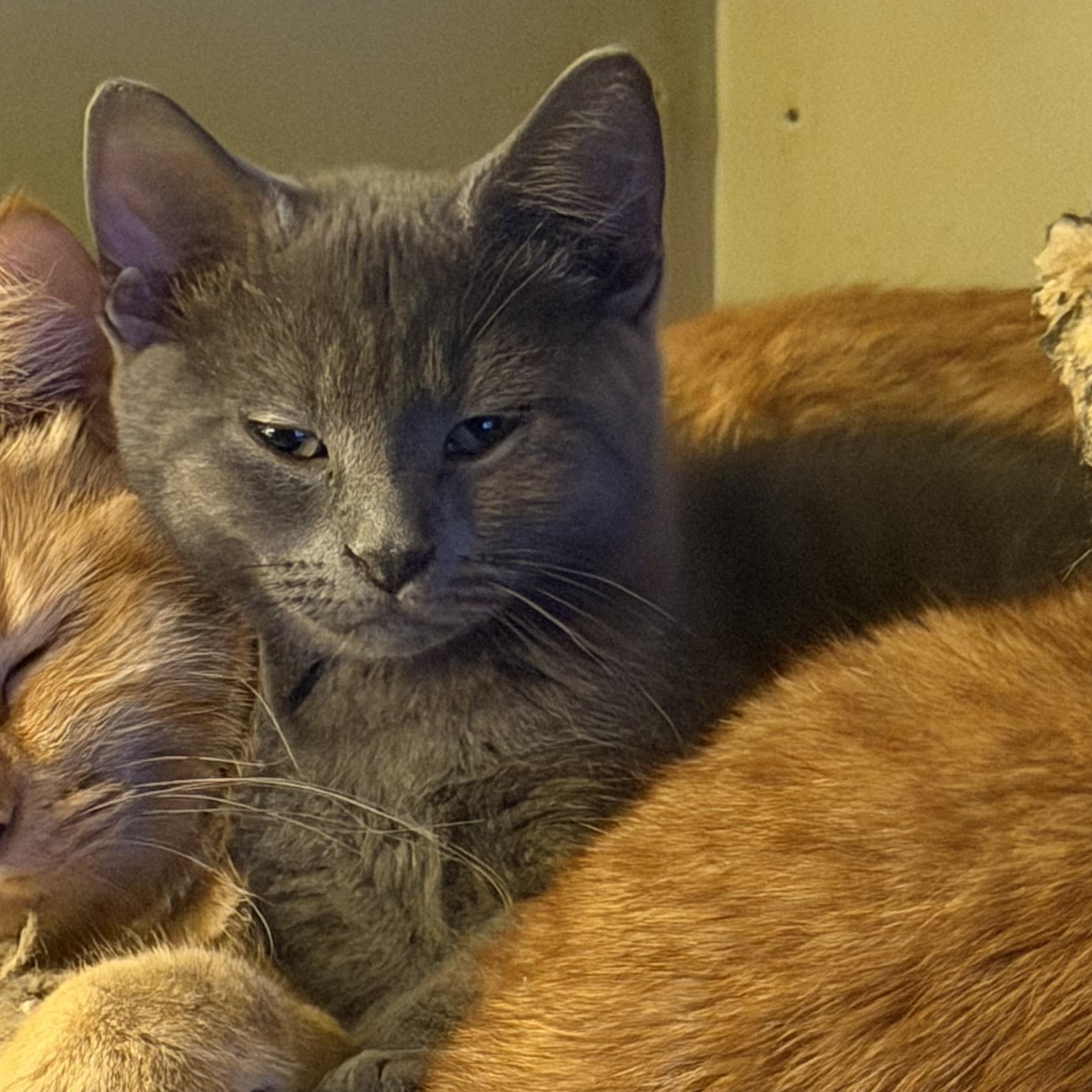 Enlarge Jake, an adoptable Domestic Short Hair in East Amherst, NY image 2/4