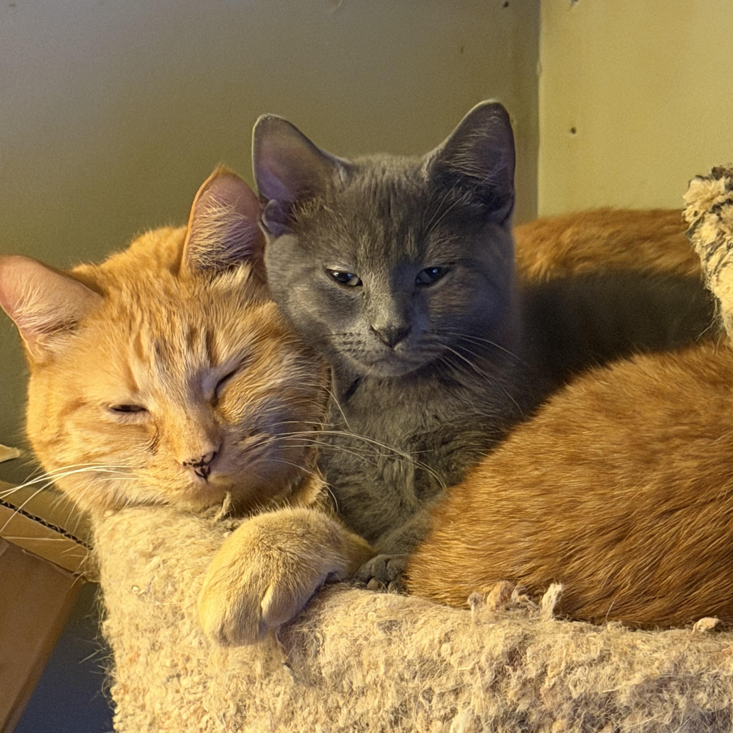 Enlarge Jake, an adoptable Domestic Short Hair in East Amherst, NY image 4/4