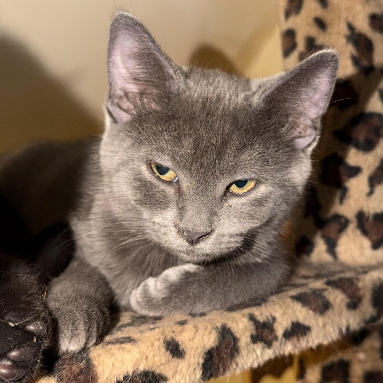 Enlarge Jake, an adoptable Domestic Short Hair in East Amherst, NY image 3/4