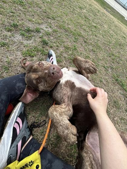 Enlarge Ares, a Adoptable mixed breed in Gainesville, FL image 1/3