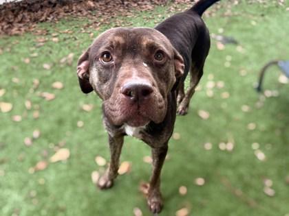 Ares, a Adoptable mixed breed in Gainesville, FL image 1/3