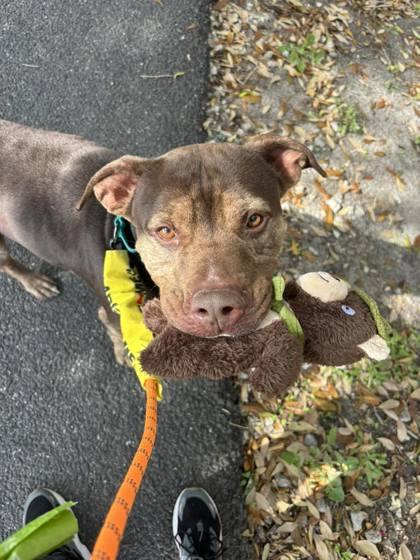 Ares, a Adoptable mixed breed in Gainesville, FL image 2/3