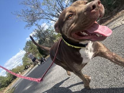 Enlarge Ares, a Adoptable mixed breed in Gainesville, FL image 3/3