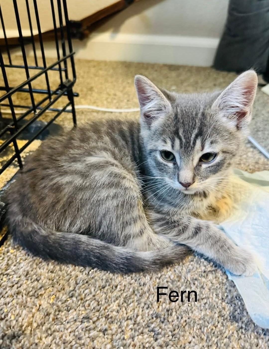 Fern, adopted, Kitten Female Domestic Short Hair.