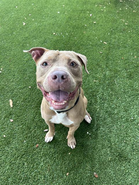 Enlarge ROCCO, a Adoptable mixed breed in Miami, FL image 1/1