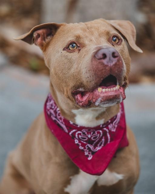ROCCO, Adoptable, Adult Male Pit Bull Terrier & Mixed Breed.