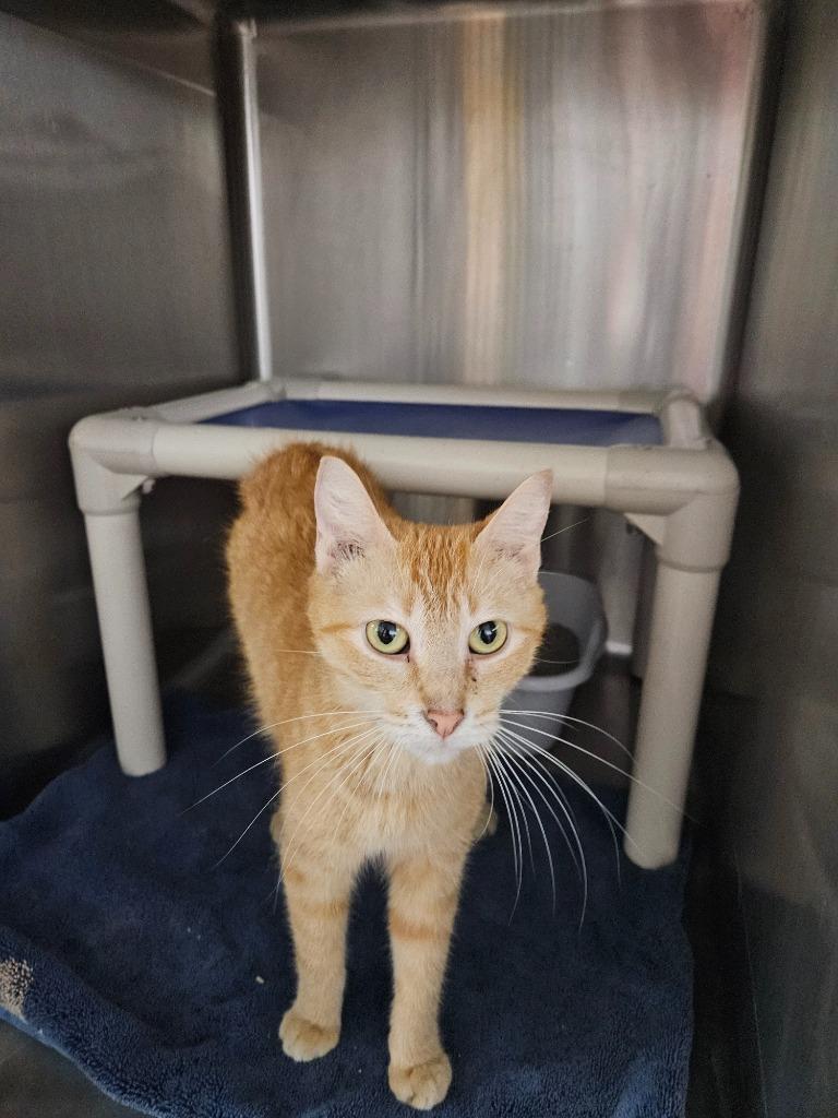 Prudence, Adoptable, Adult Female Domestic Short Hair.