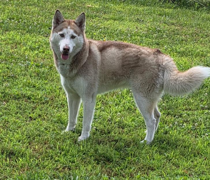 Sasha, Adoptable, Adult Female Siberian Husky.