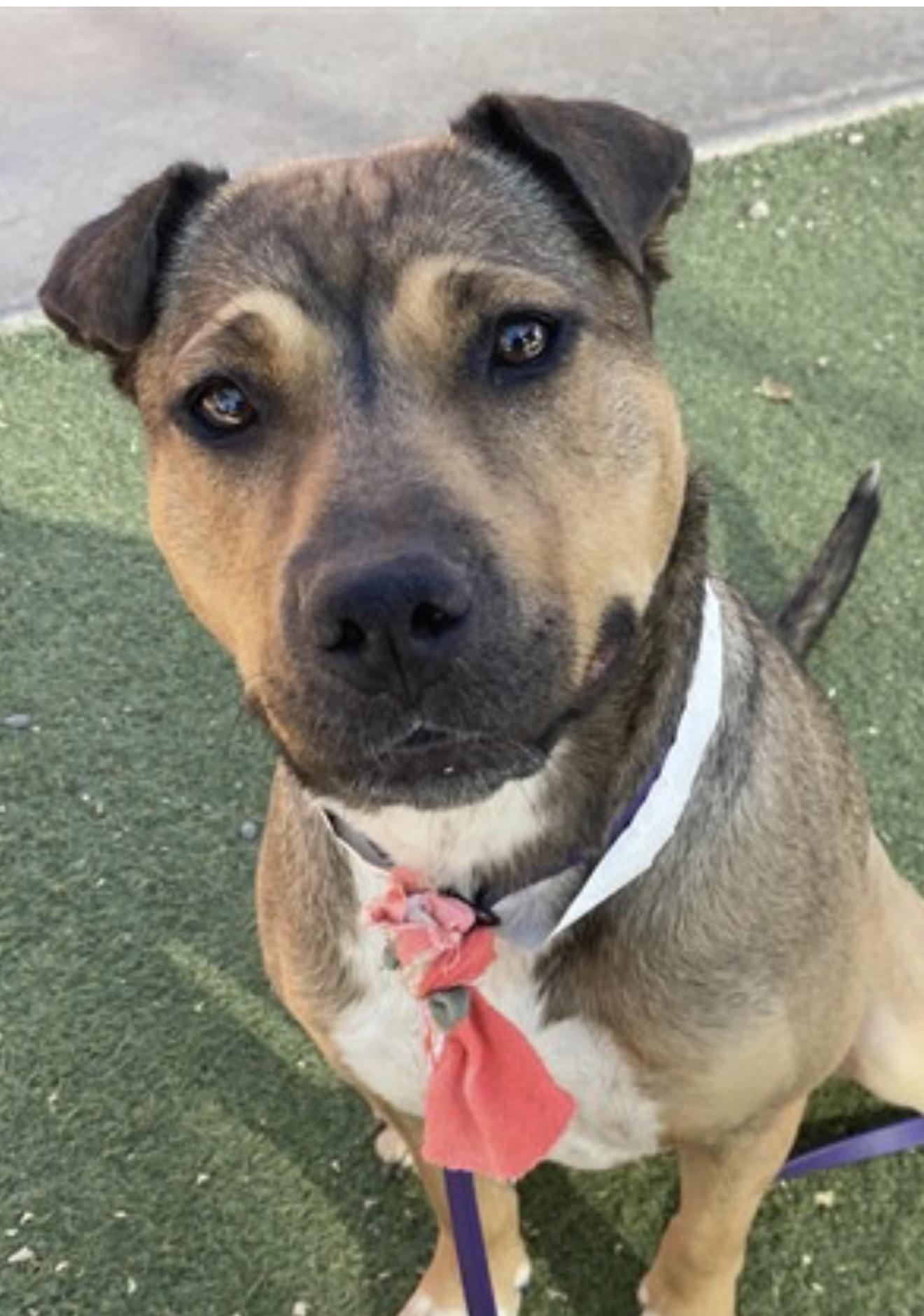 Lady, a Adoptable mixed breed in Glendale, AZ image 1/3