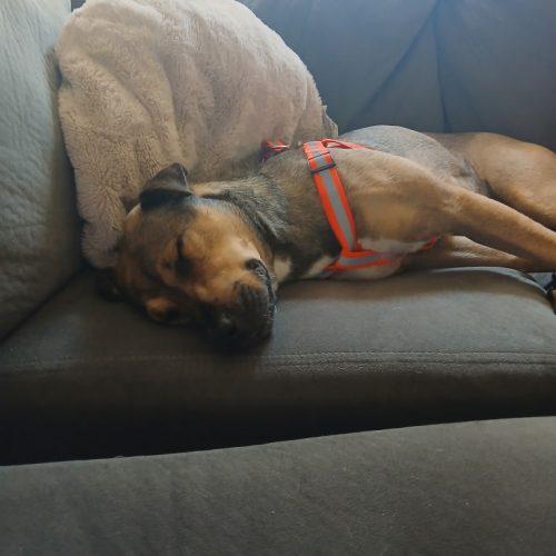 Enlarge Lady, a Adoptable mixed breed in Glendale, AZ image 3/3