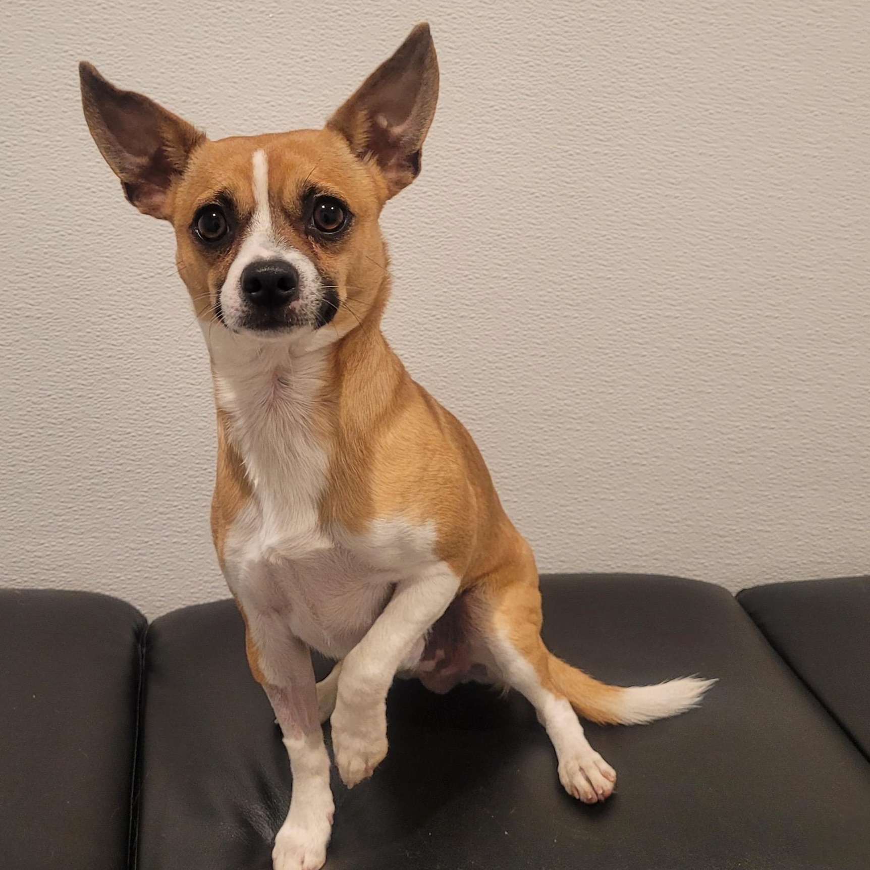 Benji, adopted, Young Female Chihuahua & Jack Russell Terrier.