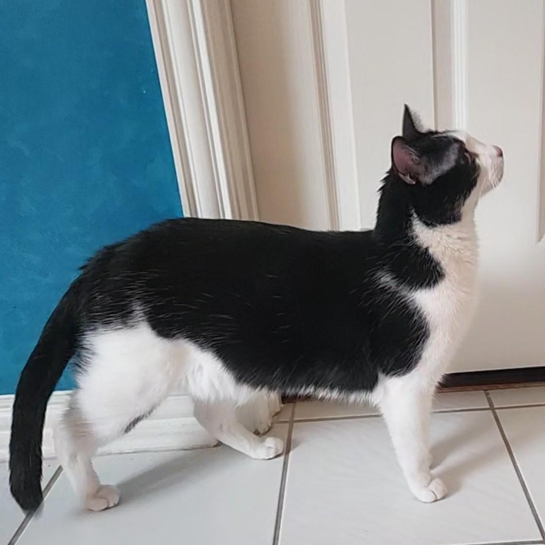 Enlarge Tuxie (BIG!), a Adoptable Domestic Short Hair in Allen, TX image 5/6