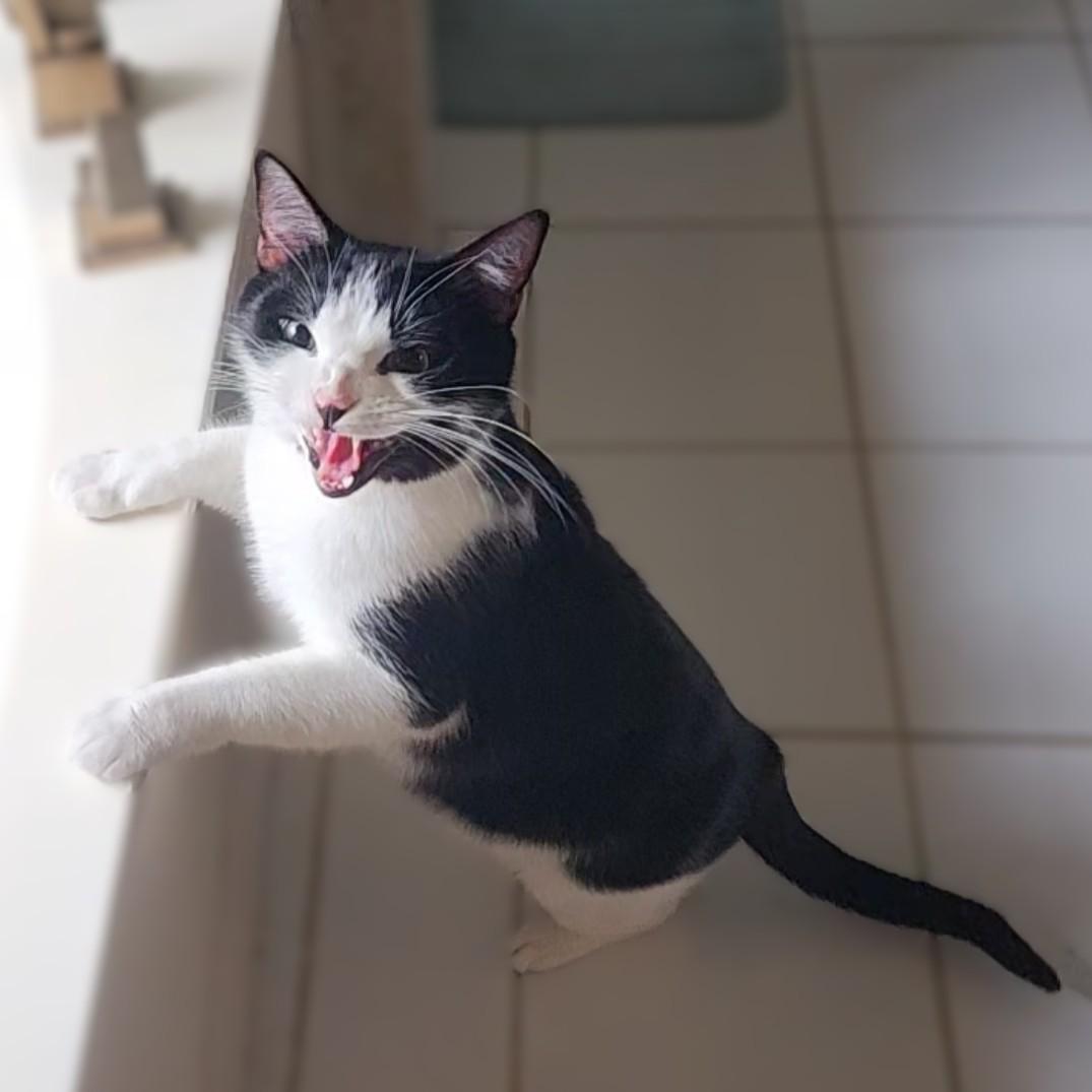 Enlarge Tuxie (BIG!), a Adoptable Domestic Short Hair in Allen, TX image 3/6
