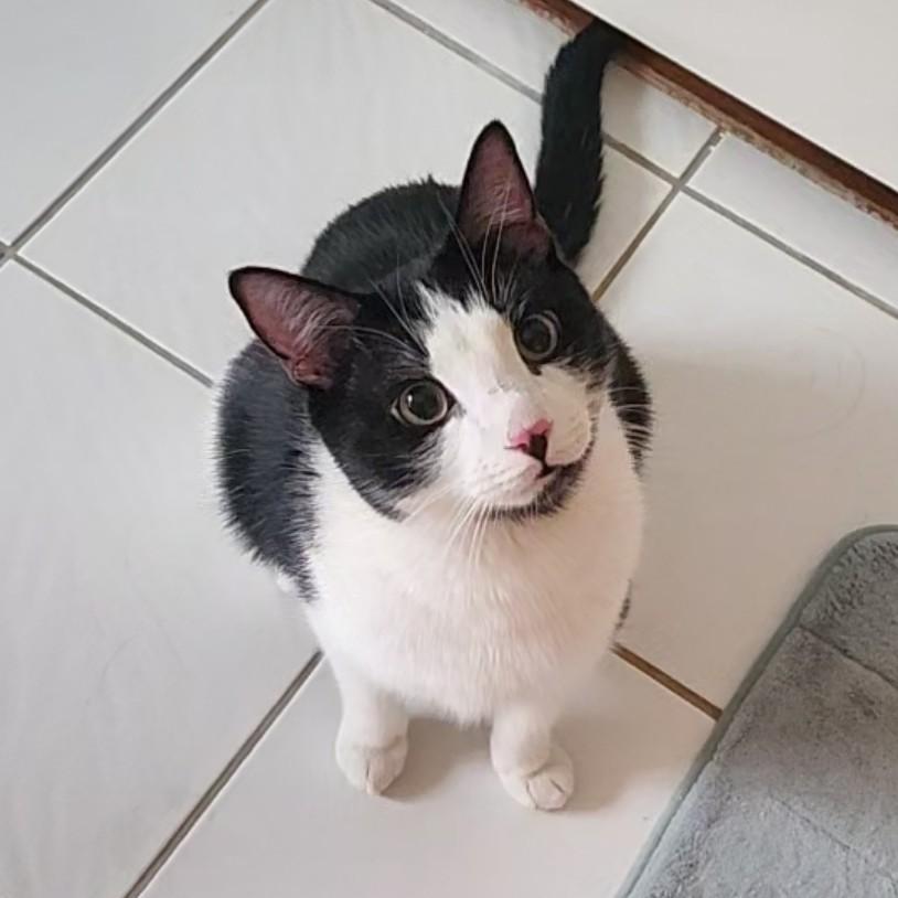 Enlarge Tuxie (BIG!), a Adoptable Domestic Short Hair in Allen, TX image 2/6