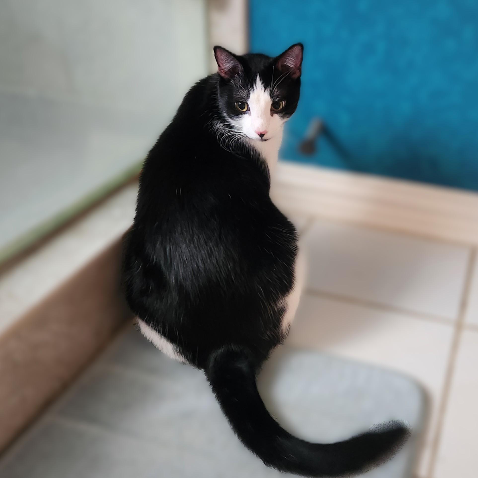 Tuxie (BIG!), Adoptable, Young Male Domestic Short Hair.