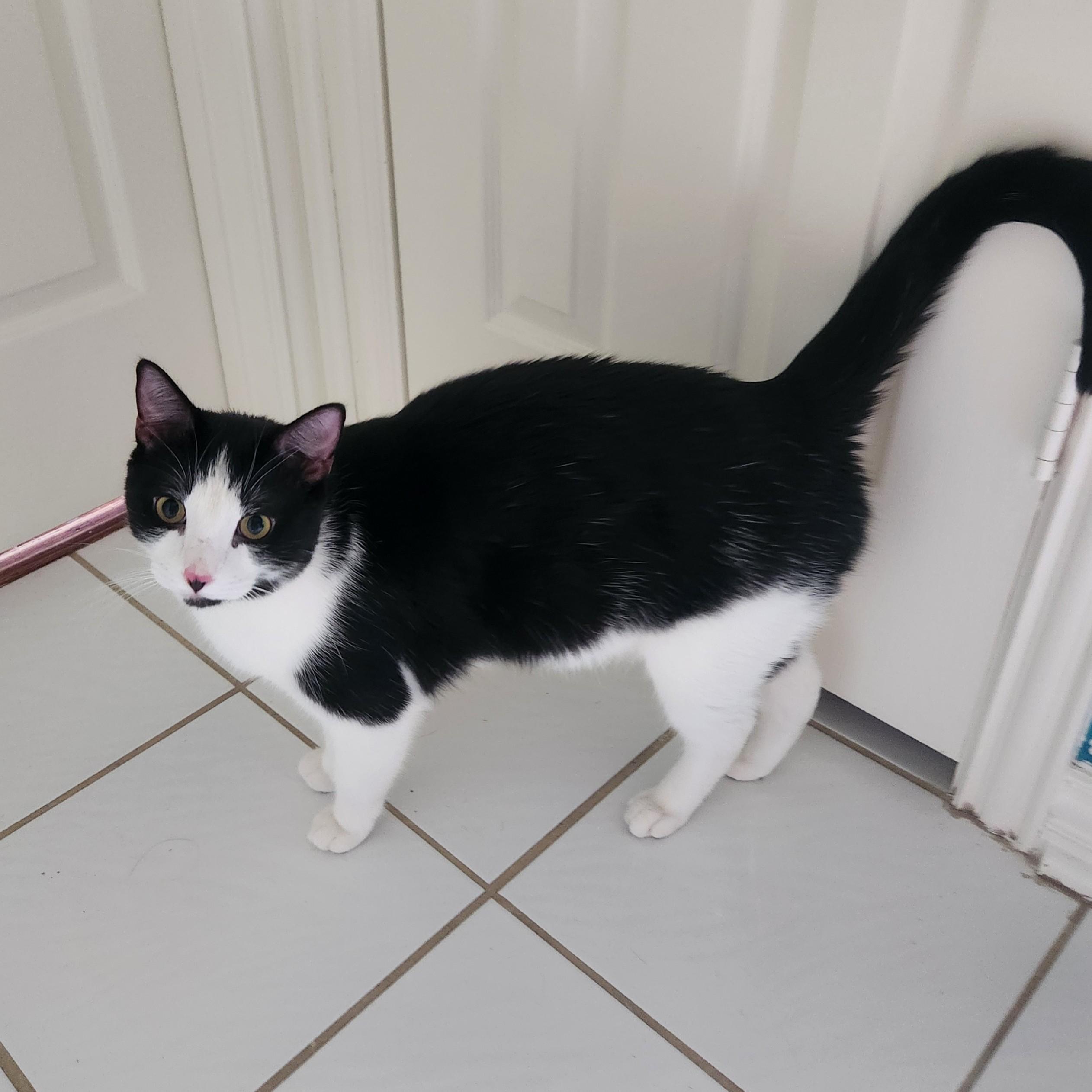 Enlarge Tuxie (BIG!), a Adoptable Domestic Short Hair in Allen, TX image 6/6