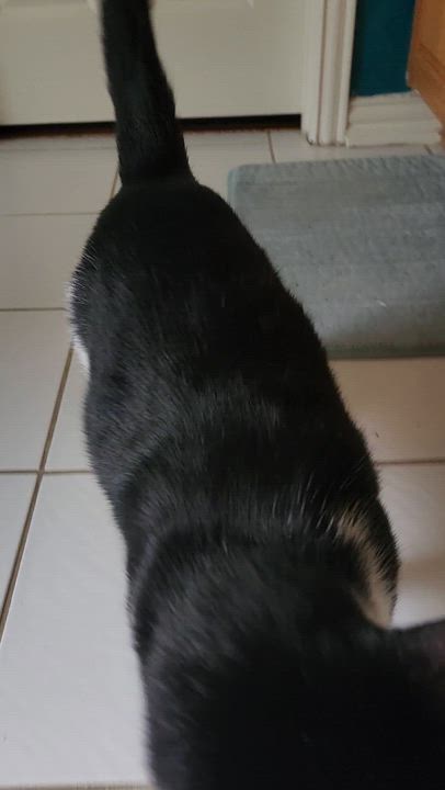 Enlarge Tuxie (BIG!), a Adoptable Domestic Short Hair in Allen, TX video 4/6