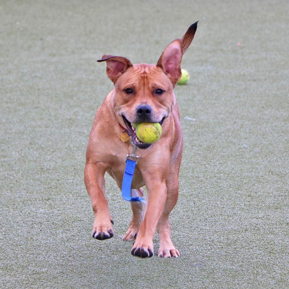 Enlarge G28623 Kevin, a Adoptable mixed breed in Port Washington, NY image 1/5