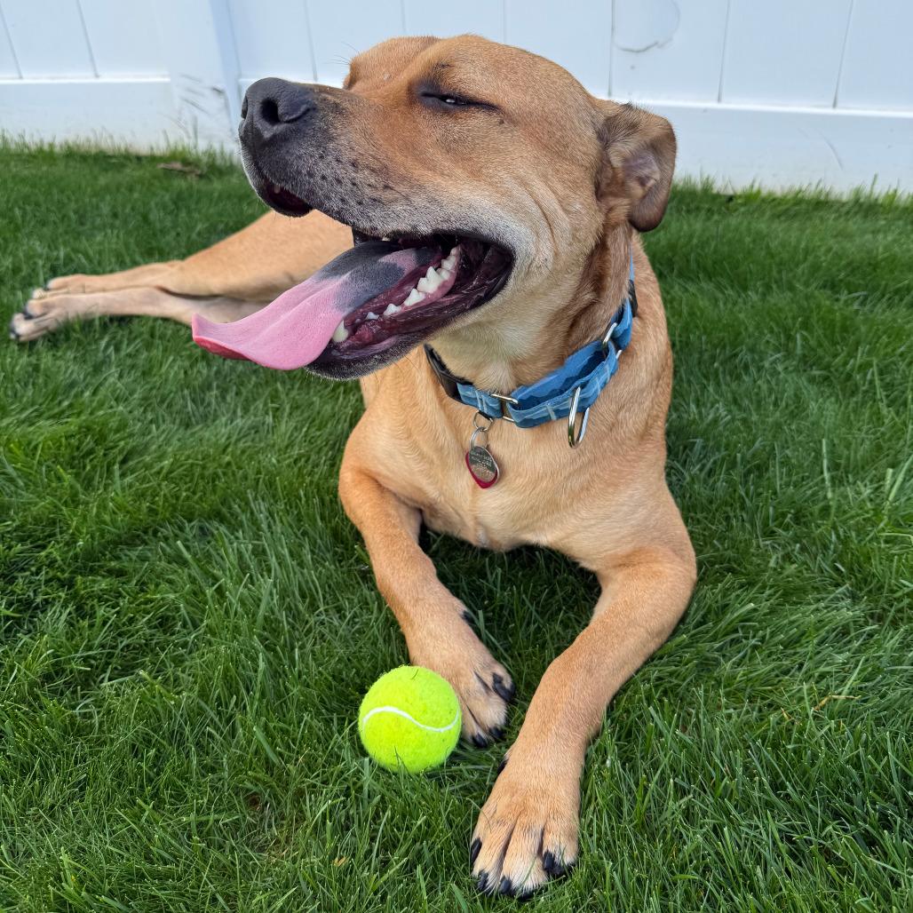 Enlarge G28623 Kevin, a Adoptable mixed breed in Port Washington, NY image 2/5