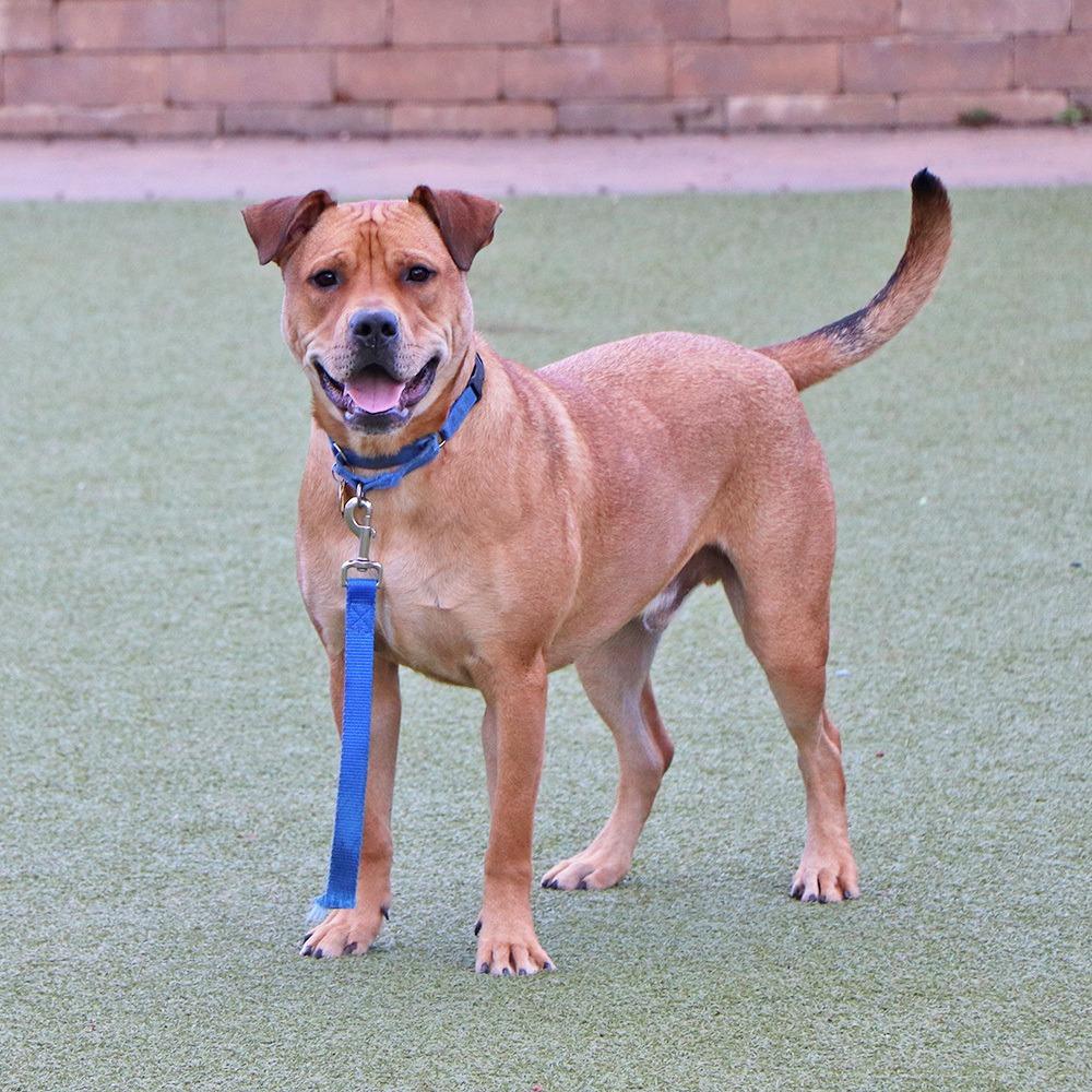 Enlarge G28623 Kevin, a Adoptable mixed breed in Port Washington, NY image 3/5