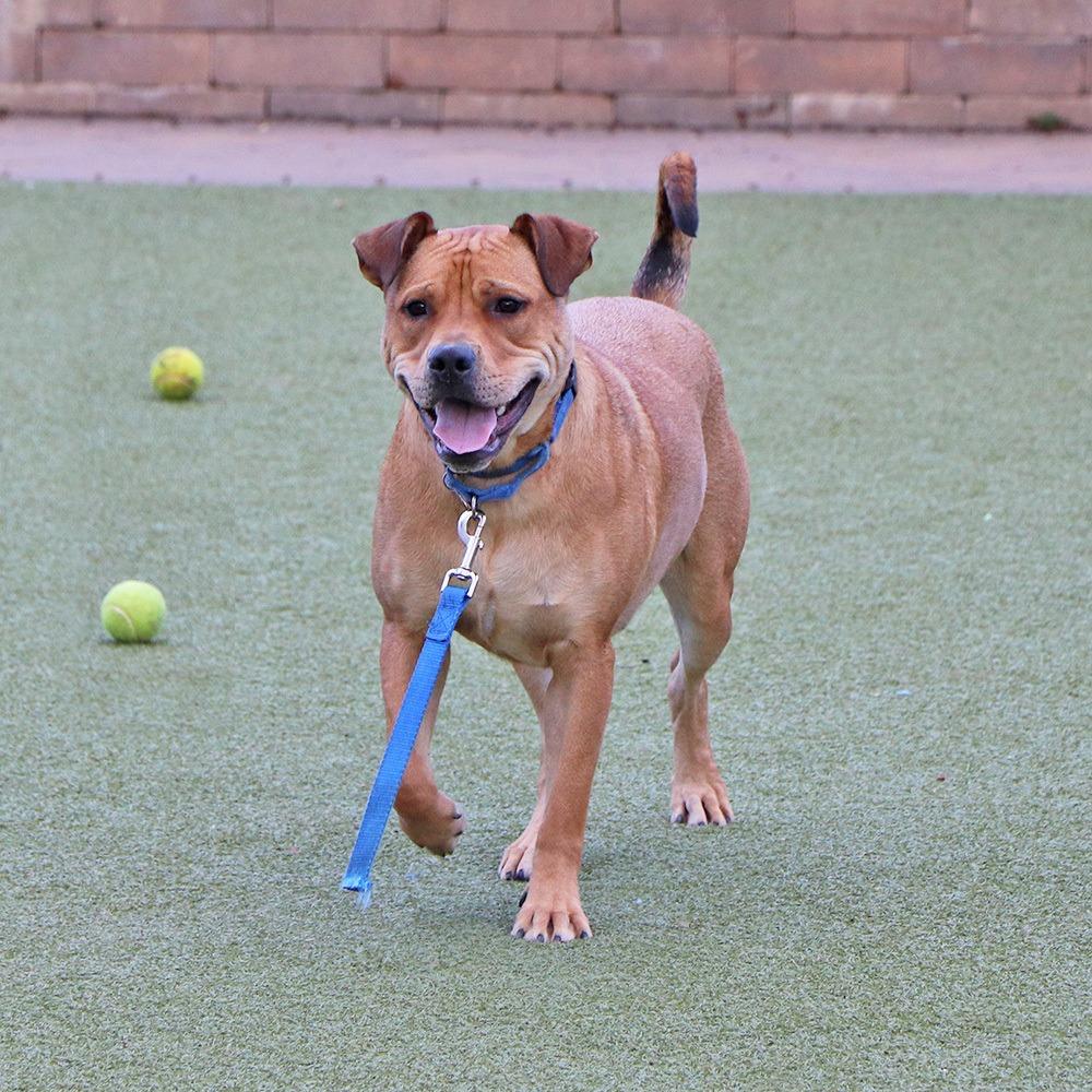 Enlarge G28623 Kevin, a Adoptable mixed breed in Port Washington, NY image 4/5