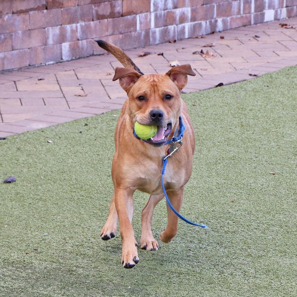Enlarge G28623 Kevin, a Adoptable mixed breed in Port Washington, NY image 5/5