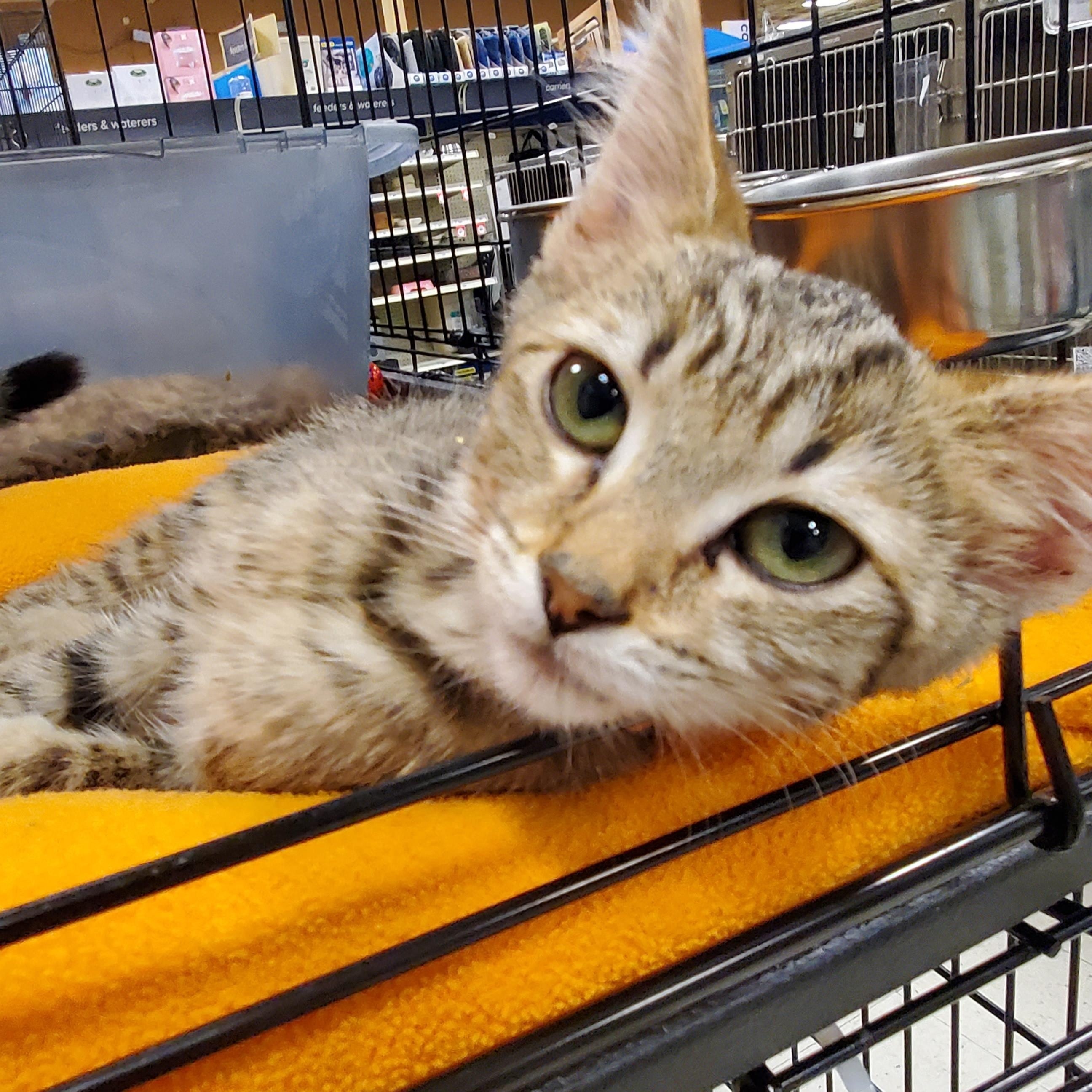 Bea, ADOPTABLE, Kitten Female Tabby.