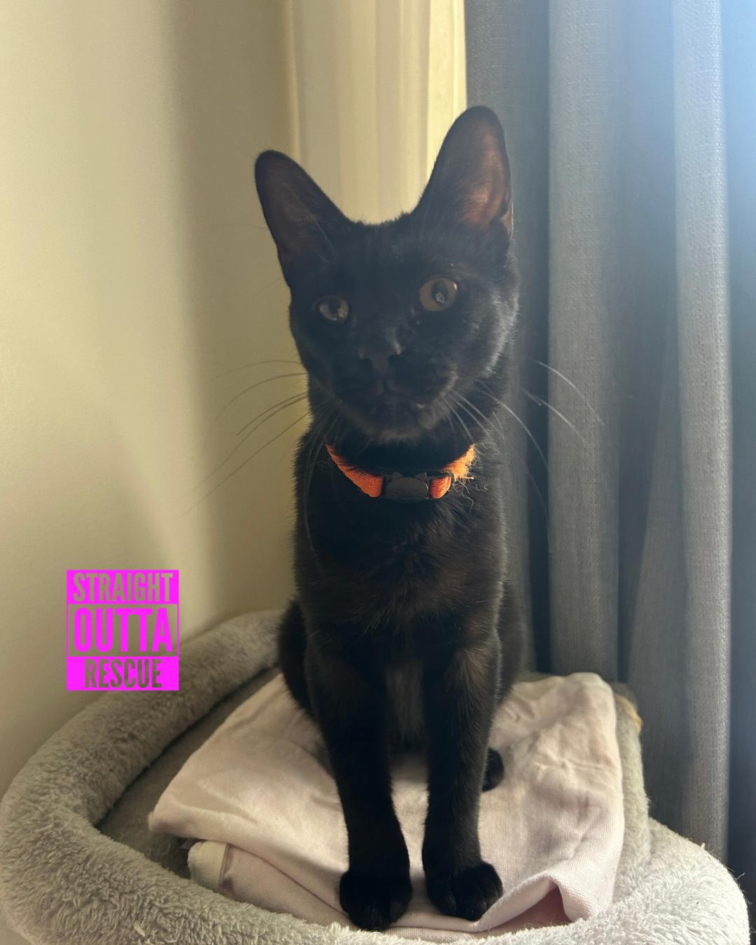 Nilufer - *New Bio 2 and Images, a Adoptable Domestic Short Hair in Vancouver, BC image 5/6