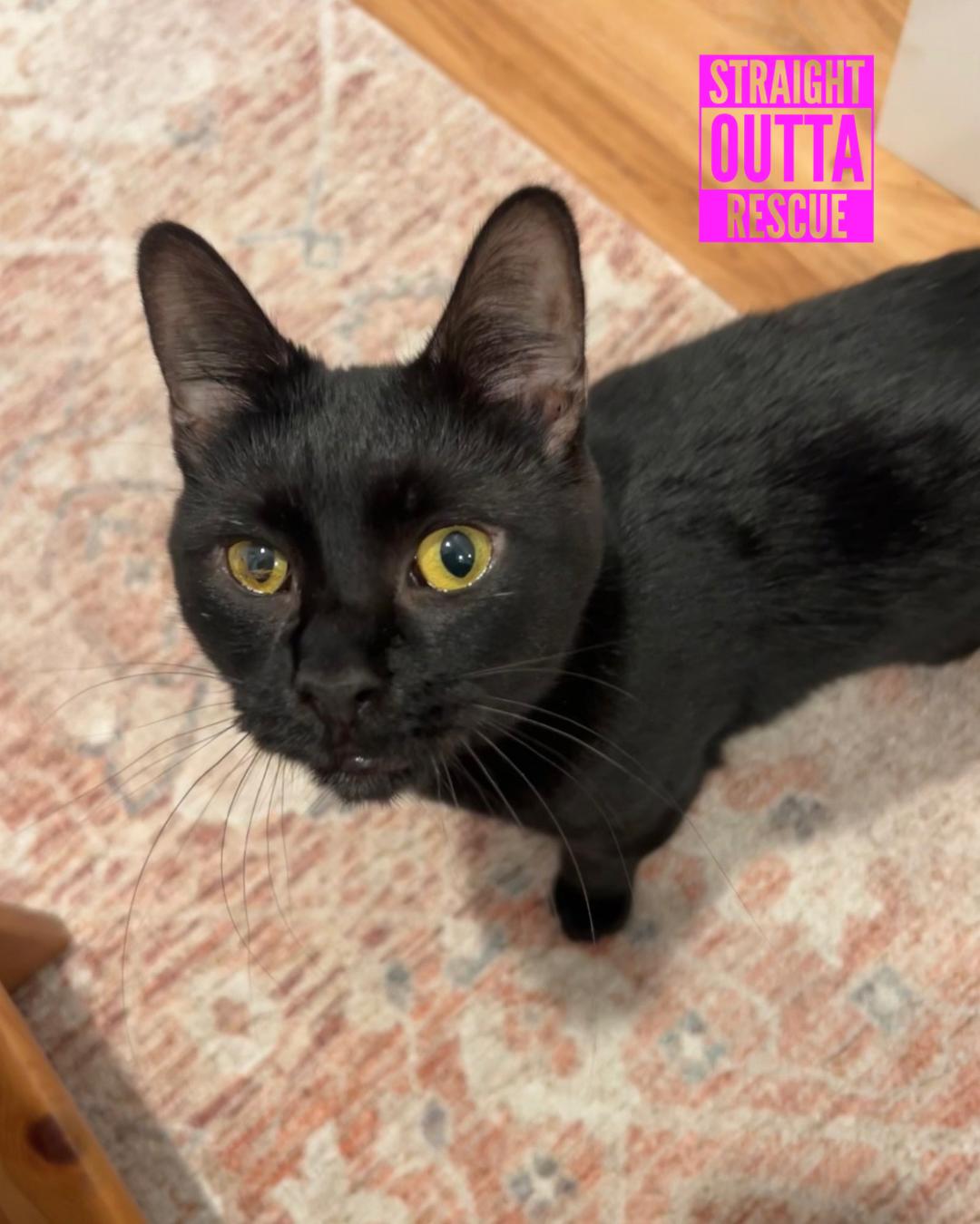 Nilufer - *New Bio 2 and Images, Adoptable, Young Female Domestic Short Hair.
