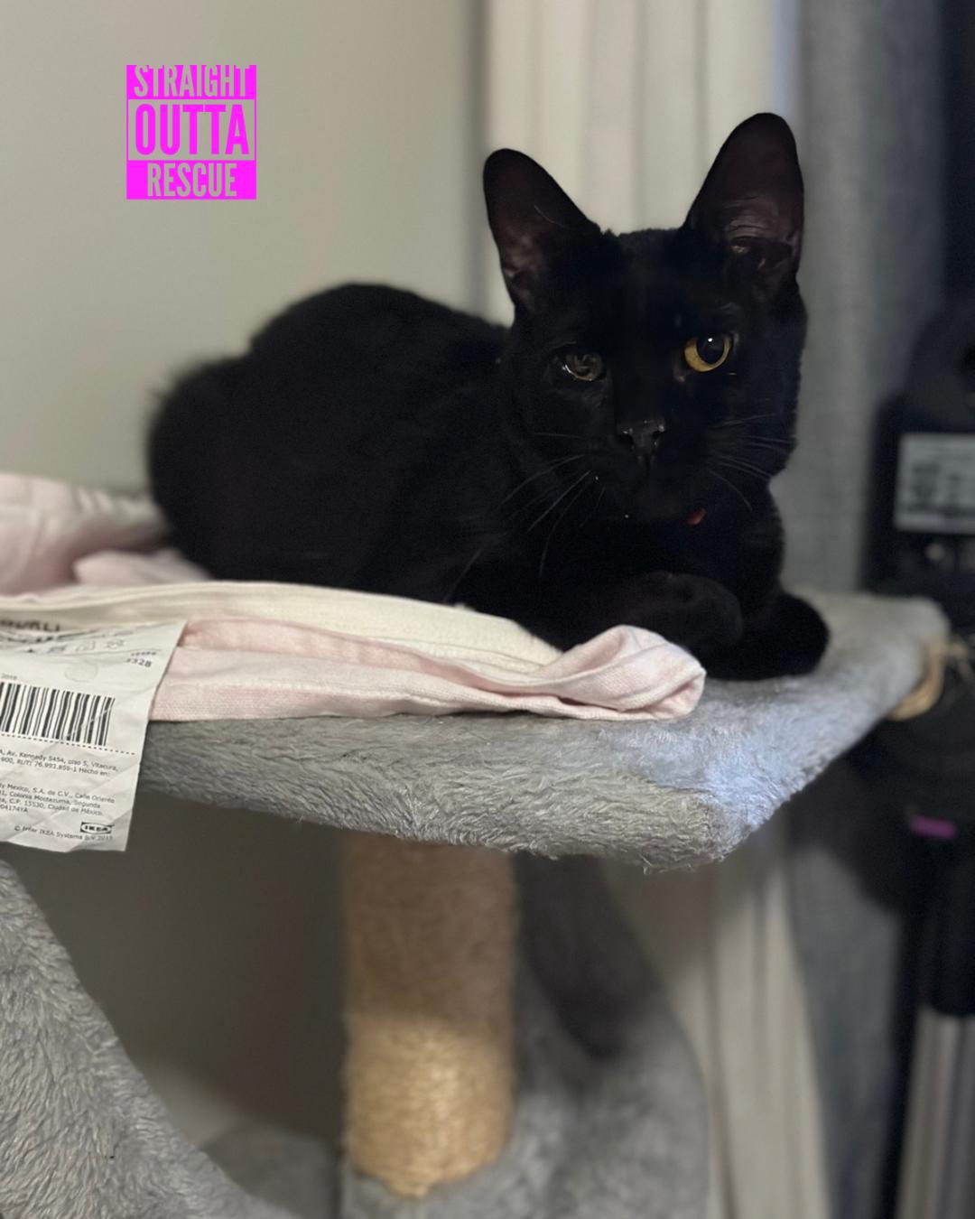 Nilufer - *New Bio and Images, an adoptable Domestic Short Hair in Vancouver, BC, V6K 1P8 | Photo Image 1