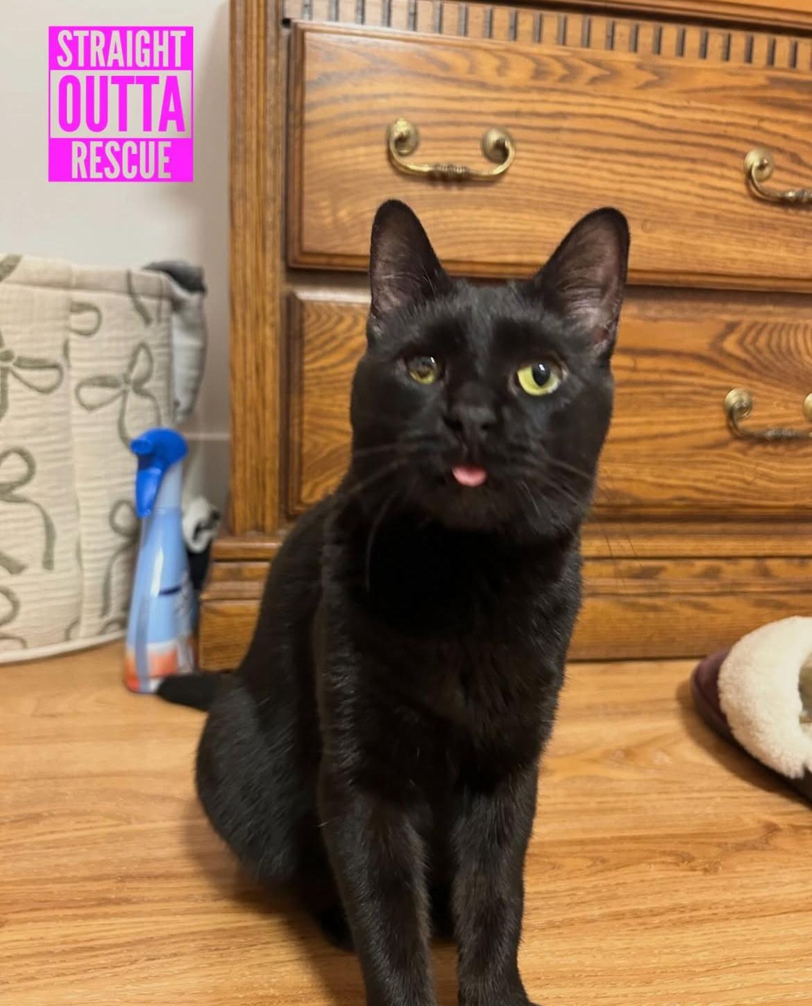 Enlarge Nilufer - *New Bio 2 and Images, a Adoptable Domestic Short Hair in Vancouver, BC image 2/6