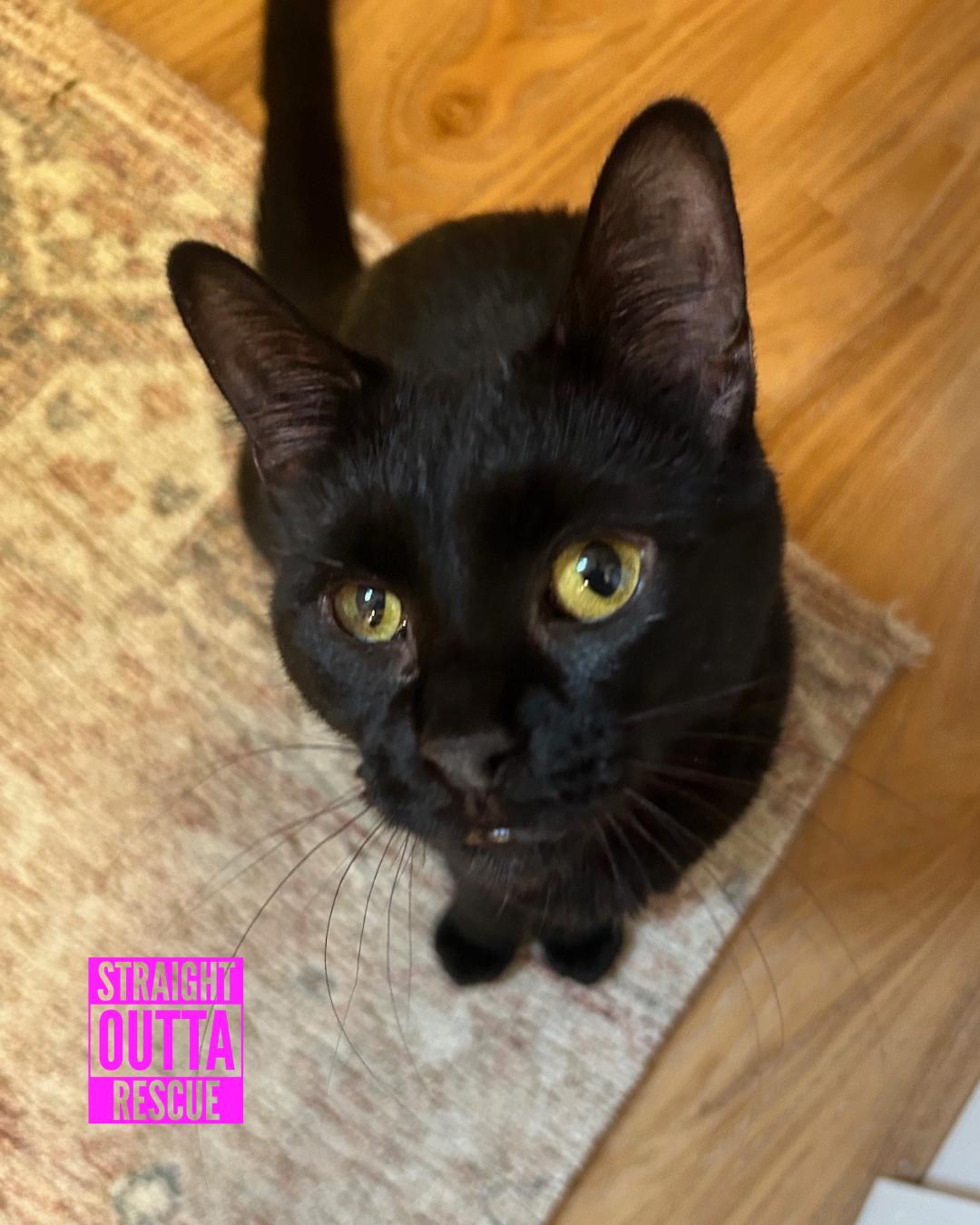 Nilufer - *New Bio 2 and Images, a Adoptable Domestic Short Hair in Vancouver, BC image 6/6