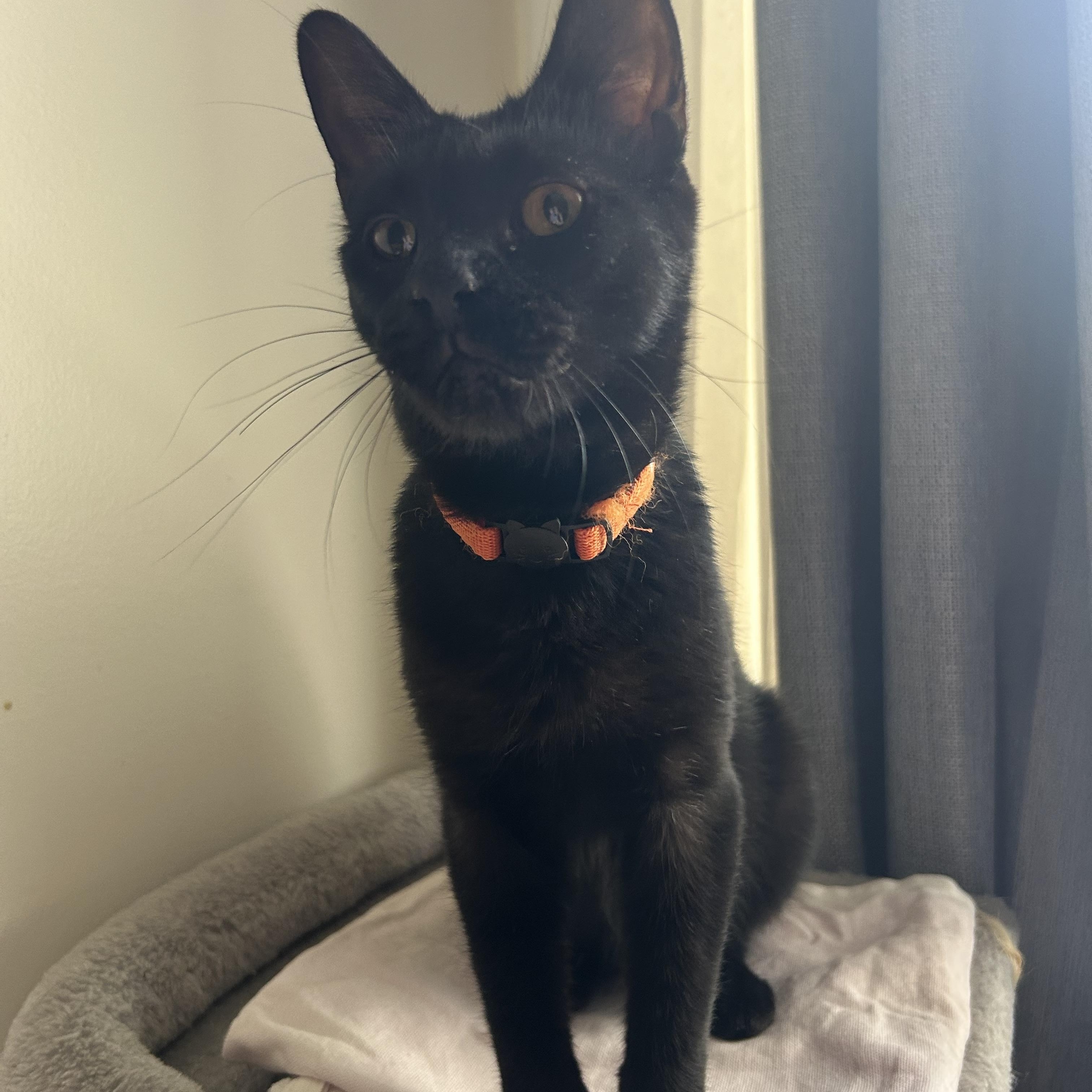 Nilufer - *New Bio and Images, an adoptable Domestic Short Hair in Vancouver, BC, V6K 1P8 | Photo Image 3