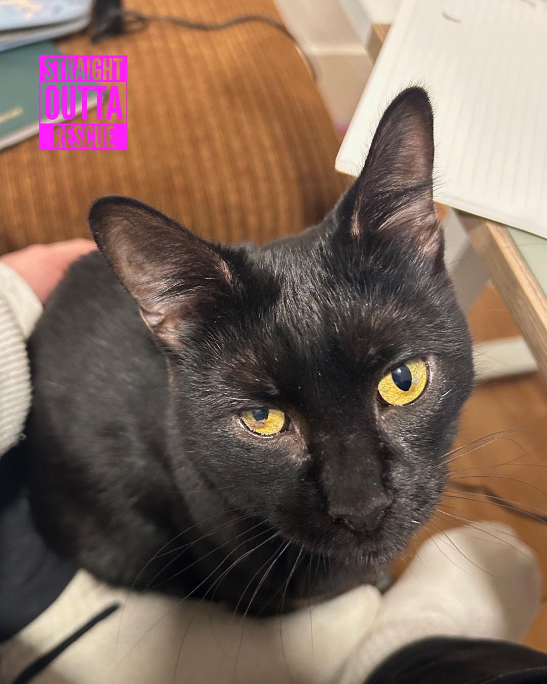 Nilufer - *New Bio 2 and Images, Adoptable, Young Female Domestic Short Hair.