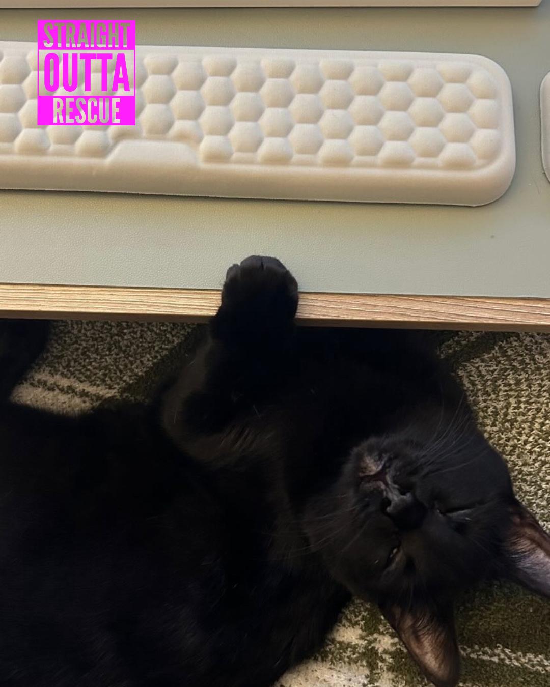 Enlarge Nilufer - *New Bio 2 and Images, a Adoptable Domestic Short Hair in Vancouver, BC image 3/6