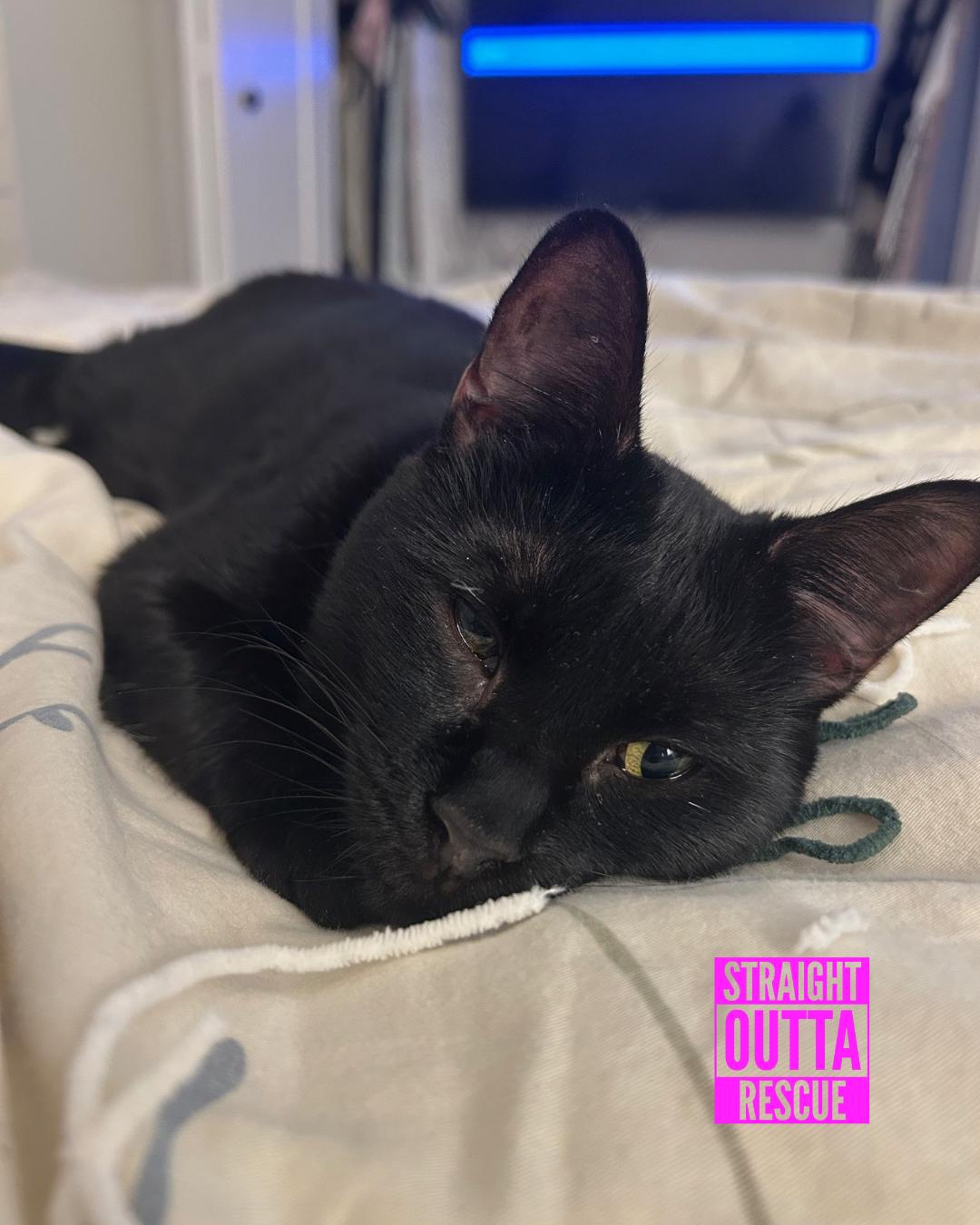 Nilufer - *New Bio 2 and Images, a Adoptable Domestic Short Hair in Vancouver, BC image 3/6