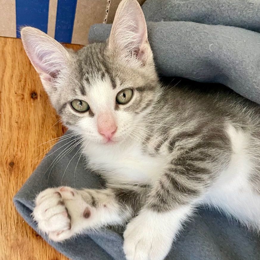 Enlarge Dean (Pre-Adopt), a Adopted Tabby in Round Rock, TX image 4/6