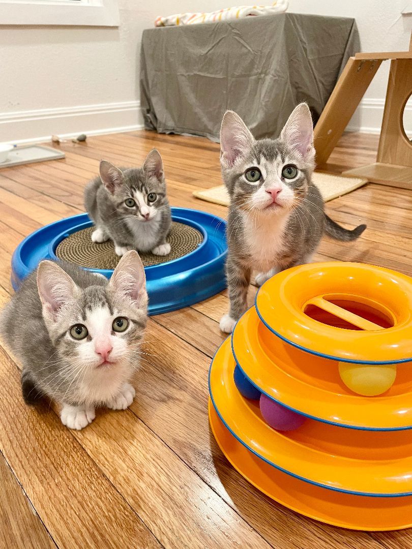 Enlarge Dean (Pre-Adopt), a Adopted Tabby in Round Rock, TX image 5/6