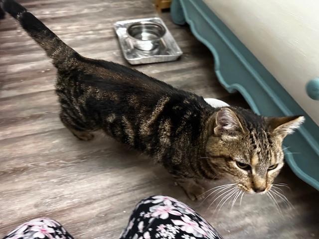 Enlarge Taco Gato/Cat, a Adoptable mixed breed in Sunnyvale, CA image 2/3