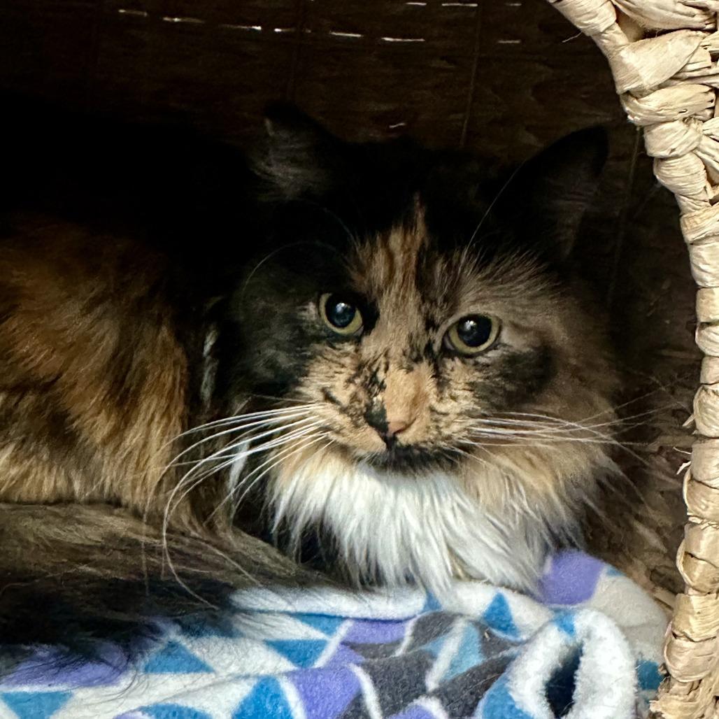 Enlarge calli, a Adoptable Domestic Long Hair in Saratoga Springs, NY image 1/3