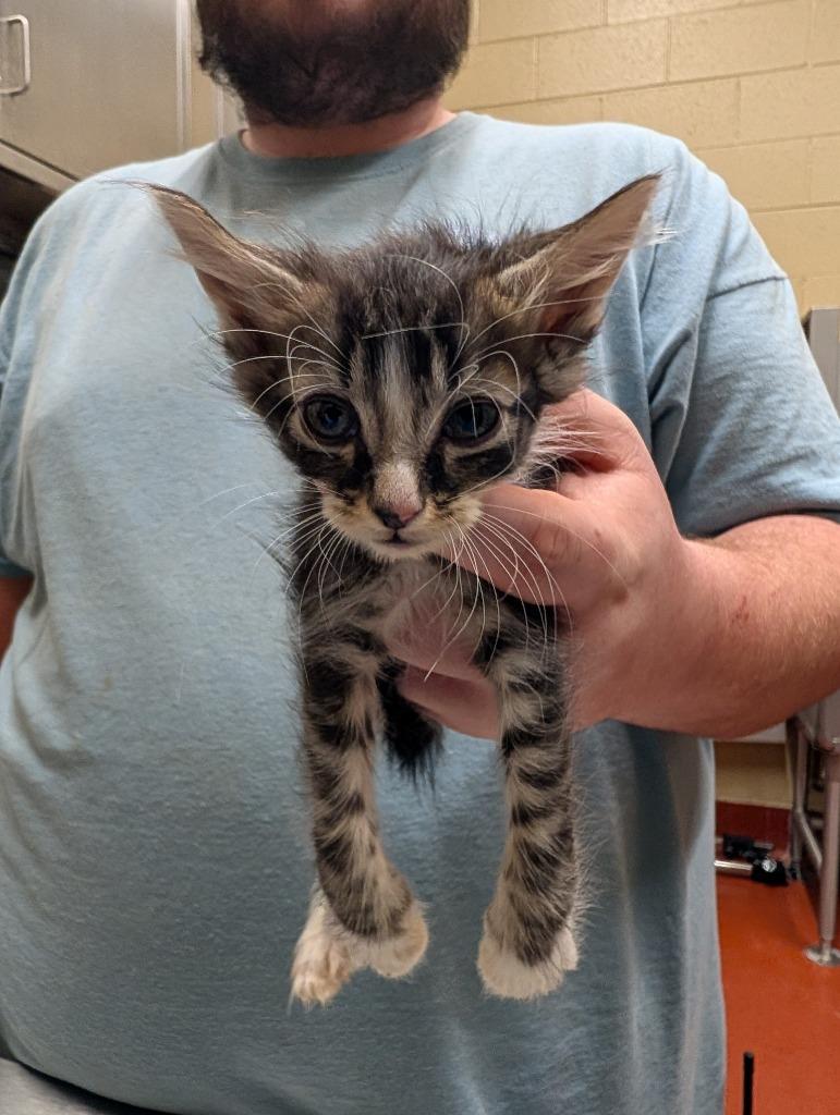 Zarbon, Adoptable, Kitten Male Domestic Short Hair.