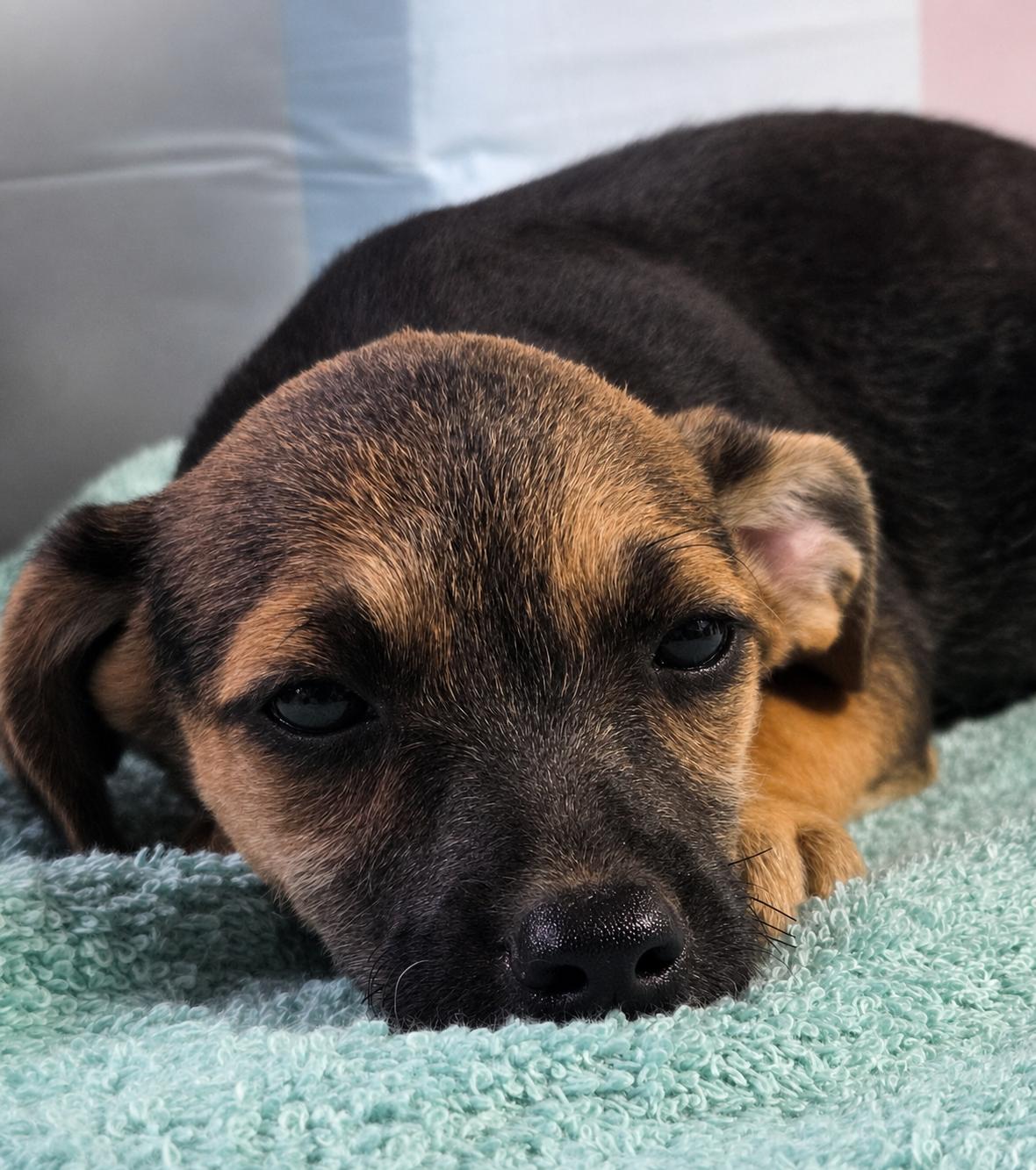 Sneezy, Adoptable, Young Male Chihuahua & Miniature Schnauzer.