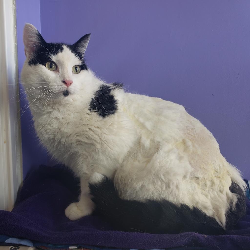 Poppy, a Adoptable Domestic Short Hair in Mankato, MN image 1/3
