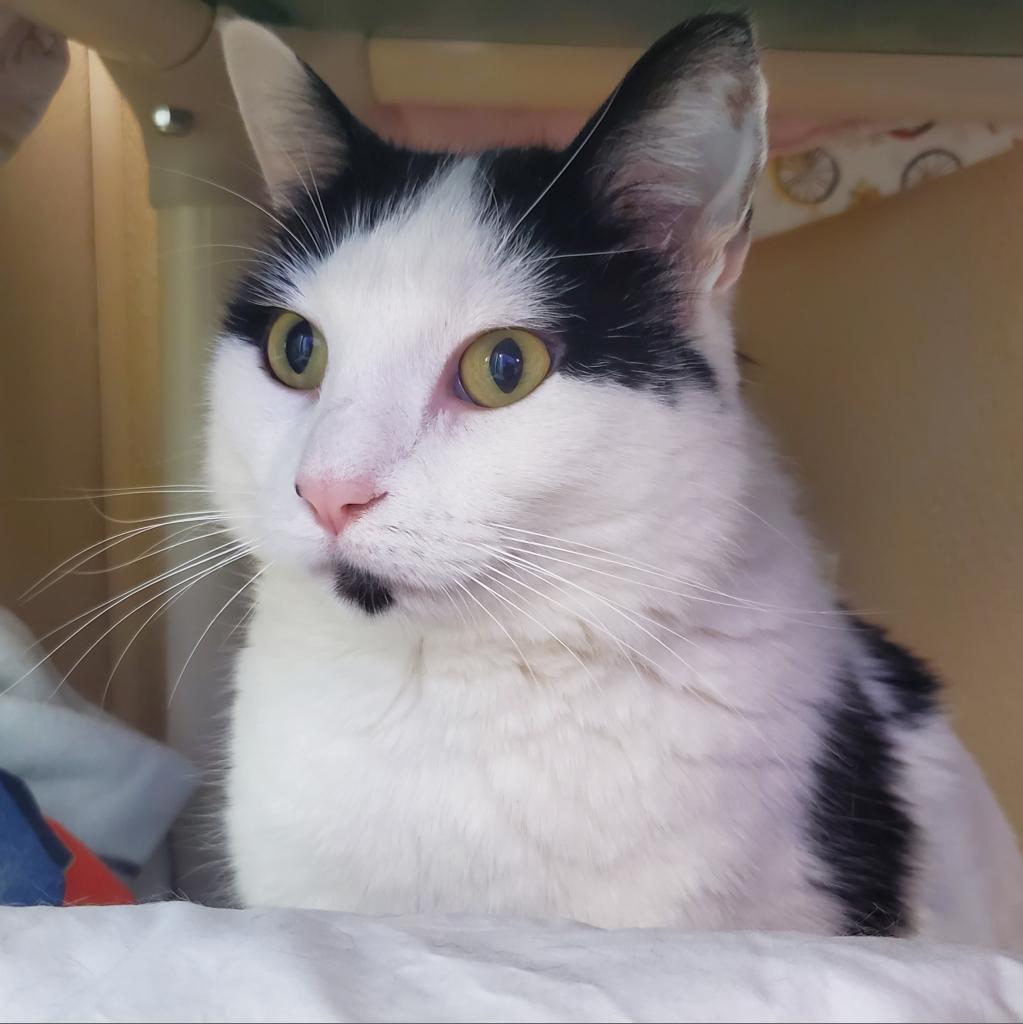 Poppy, a Adoptable Domestic Short Hair in Mankato, MN image 2/3