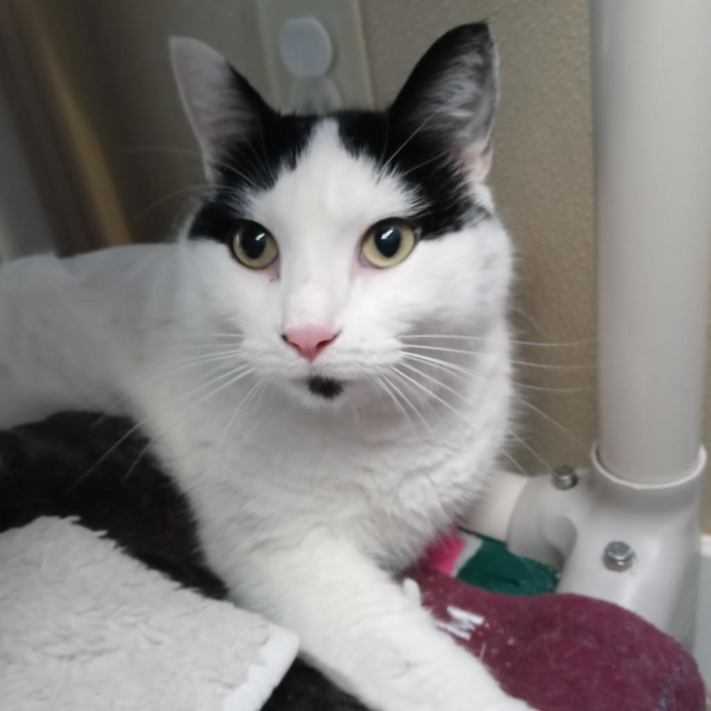 Poppy, a Adoptable Domestic Short Hair in Mankato, MN image 3/3