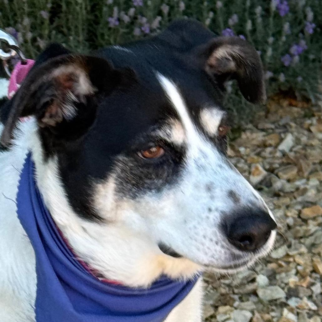 Doris, a Adoptable mixed breed in Albuquerque, NM image 1/5