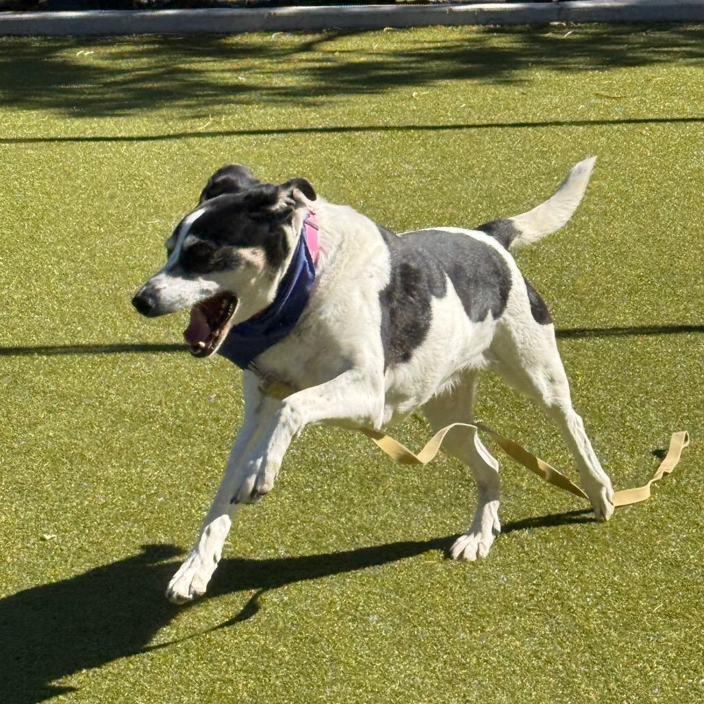 Doris, a Adoptable mixed breed in Albuquerque, NM image 2/5