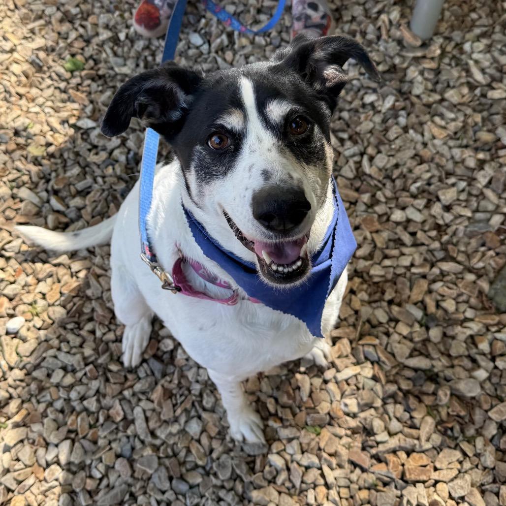 Doris, a Adoptable mixed breed in Albuquerque, NM image 3/5