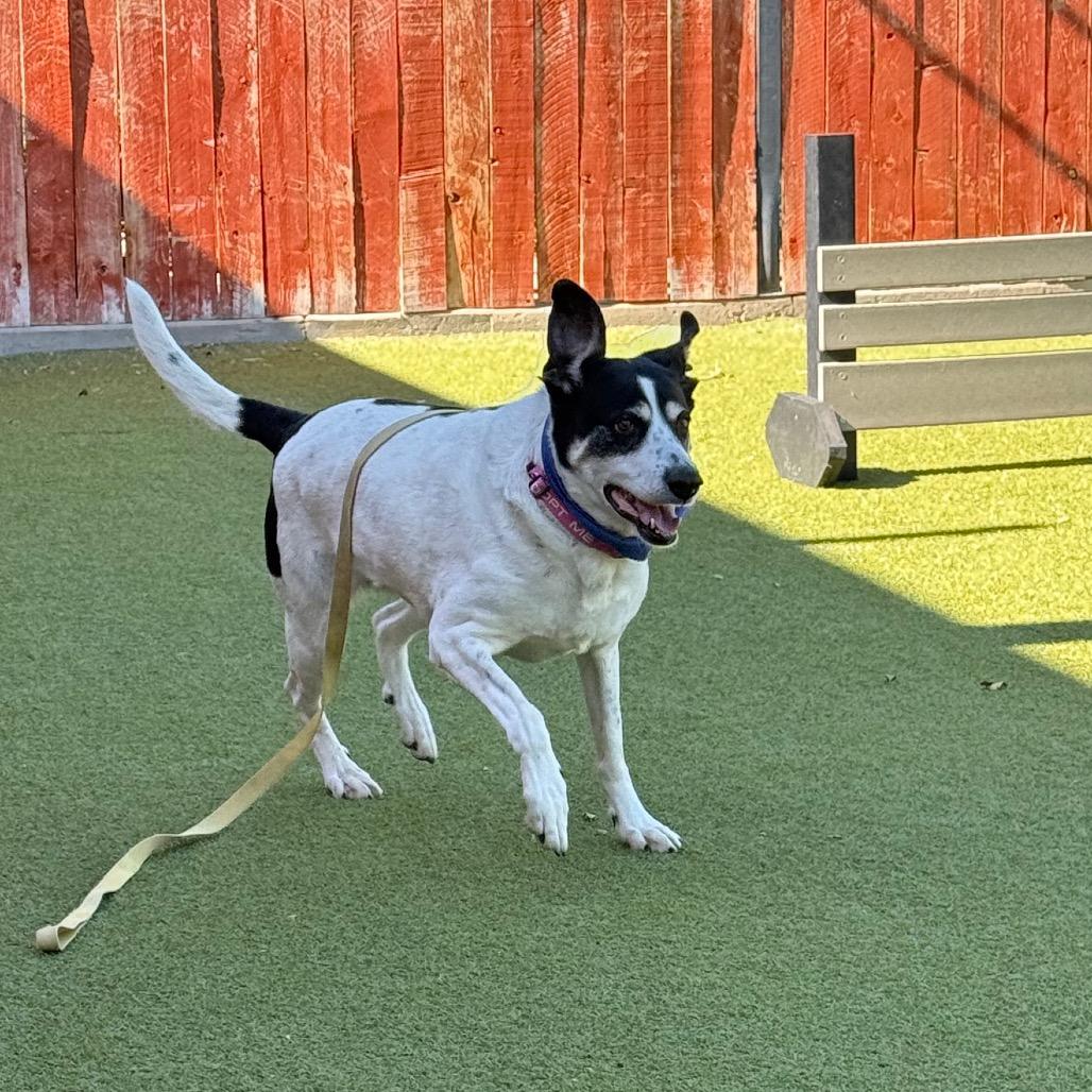 Doris, a Adoptable mixed breed in Albuquerque, NM image 4/5