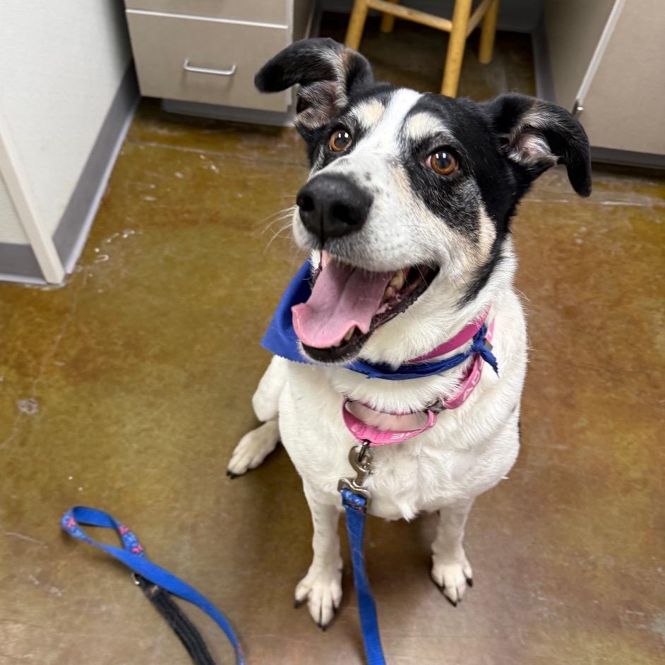 Doris, a Adoptable mixed breed in Albuquerque, NM image 5/5